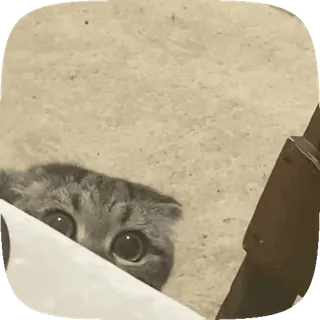 😮 猫, 可爱, 动物, 宠物 telegram sticker