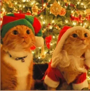 🤩 cat, christmas, santa, elf, festive, holiday, cats telegram sticker