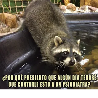 😞 ¿POR QUÉ PRESIENTO QUE ALGÚN DÍA TENDRÉ
QUE CONTARLE ESTO A UN PSIQUIATRA? rakun, meme, hewan, lucu, teks, pertanyaan, psikiater whatsapp sticker