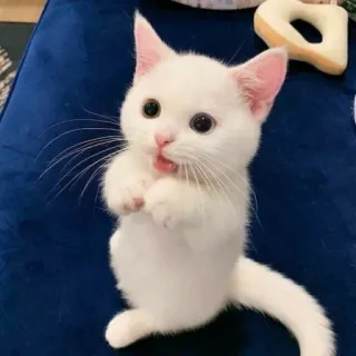 ✨ chat, chaton, chat blanc, mignon, adorable, animal whatsapp sticker