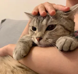 ❤️ kucing, hewan peliharaan, binatang, kucing domestik telegram sticker