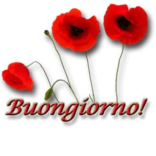 ✨ Buongiorno! Buongiorno, Доброе утро, Итальянский, Цветы, Маки telegram sticker