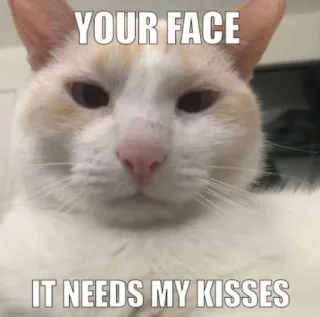 😘 YOUR FACE
IT NEEDS MY KISSES cat, meme, funny, animal, kiss, face telegram sticker