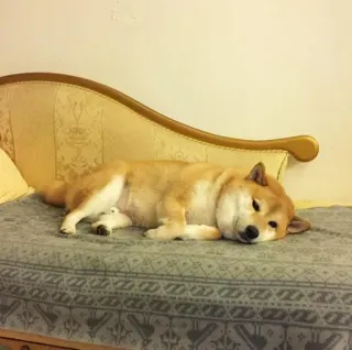 ❤️ dog, shiba inu, animal, pet, domestic animal, cute, couch telegram sticker