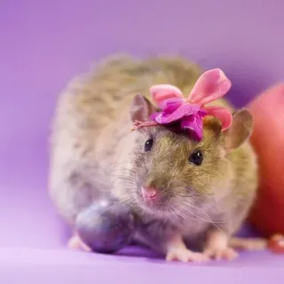 🐭 chuột, động vật, dễ thương, nơ hồng, nền tím telegram sticker