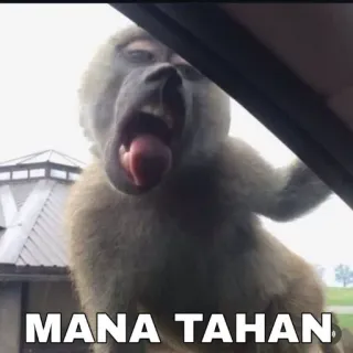 🤤 MANA TAHAN monkey, baboon, funny, meme, animal, reaction, wildlife telegram sticker