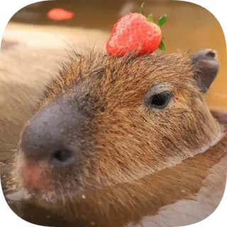 🍓 telegram sticker