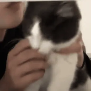 🥰 猫, 宠物, 动物, 家猫, 可爱, 猫科动物 whatsapp sticker