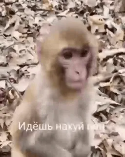 😡 Идёшь нахуй конт scimmia, maleducato, offensivo, animale telegram sticker