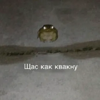 😠 Щас как квакну กบ, สัตว์, ขำขัน, มีม telegram sticker