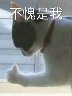❤️ 不愧是我 kucing, jempol, hewan, meme, persetujuan telegram sticker