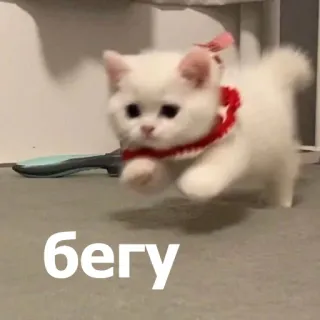 🏃‍♀️ бегу แมว, ลูกแมว, วิ่ง, น่ารัก, สีขาว, สัตว์ telegram sticker