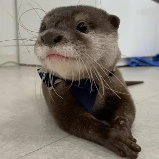 😌 loutre, animal, mignon, mammifère, faune, noeud papillon telegram sticker