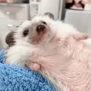 🦔 고슴도치, 동물, 귀여운, 애완동물, 사랑스러운, 작은, 포유류 whatsapp sticker