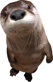 ❓ wydra, zwierzę, ssak, uroczy, dzika przyroda, woda telegram sticker