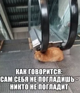 😼 КАК ГОВОРИТСЯ:
САМ СЕБЯ НЕ ПОГЛАДИШЬ -
НИКТО НЕ ПОГЛАДИТ cat, escalator, funny, meme, russian, self-care, lazy telegram sticker