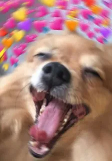 💚 perro, corazones, lindo, meme, amor, feliz telegram sticker