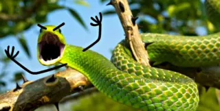 😡 schlange, grün, cartoon, wütend, viper, baum whatsapp sticker