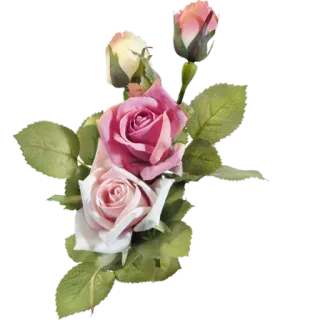 🌸 розы, цветы, цветочный, букет, природа, розовые розы, зеленые листья telegram sticker