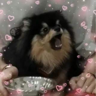 💚 perro, cachorro, corazones, lindo, animal, pomerania telegram sticker