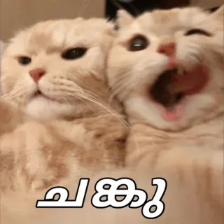 🤓 ചങ്കു cats, friendship, cute, animals, selfie telegram sticker