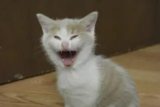 😂 gatto, gattino, animale, animale domestico, felice, divertente, carino telegram sticker