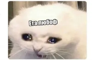 ❤️ Ета любоф kot, płacz, smutny, mem whatsapp sticker