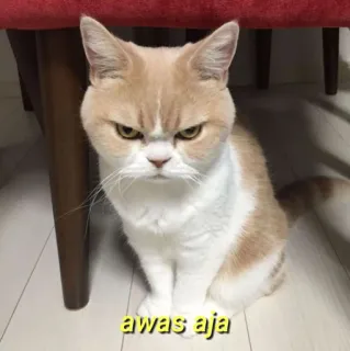 💛 awas aja gato, zangado, rabugento, animal de estimação, animal, meme, engraçado telegram sticker