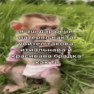 🐵 я аш дар речи патерял какта увител такова итиальнава и красивава брадка как ти mono, lindo, animal, texto ruso, divertido whatsapp sticker