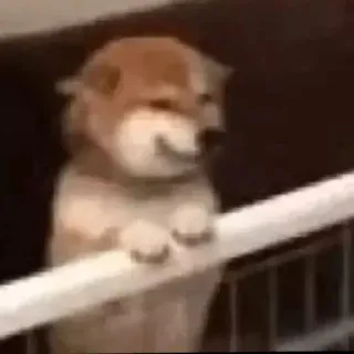 🙁 perro, shiba inu, animal, mascota, lindo, meme telegram sticker