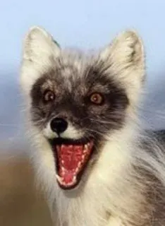 😱 whatsapp sticker