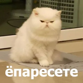 😐 ёпаресете แมว, แมวเปอร์เซีย, สัตว์, สัตว์เลี้ยง, ตลก, มีม telegram sticker