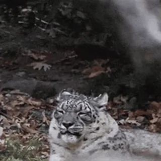 🐆 Panthère des neiges, Animal, Chat, Faune, Léopard whatsapp sticker