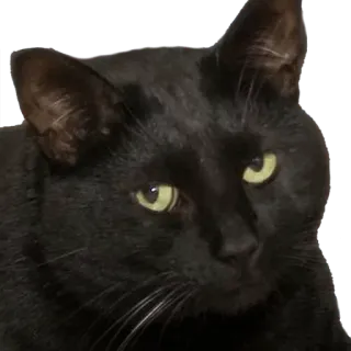 😕 black cat, pet, animal, cat, black telegram sticker