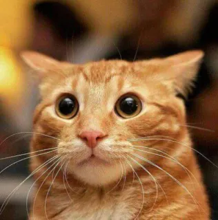 😐 cat, orange tabby, big eyes, surprised, cute, animal telegram sticker