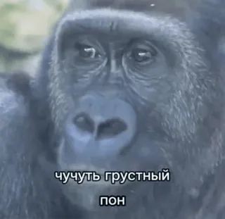🐵 чучуть грустный пон กอริลลา, สัตว์, เศร้า telegram sticker