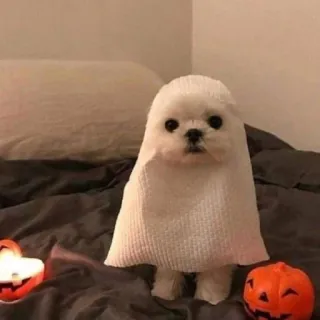 🐶 perro, fantasma, halloween, calabaza, disfraz telegram sticker