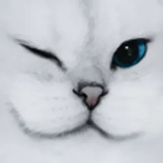 😉 Katze, weiße Katze, süß, Tier, Haustier, zwinkernd, blaue Augen telegram sticker
