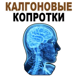 😱 КАЛГОНОВЫЕ КОПРОТКИ brain, anatomy, russian, text, medical, meme telegram sticker