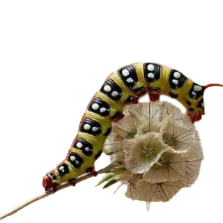 ✨ гусеница, насекомое, природа, дикая природа, макро, крупный план, цветок telegram sticker