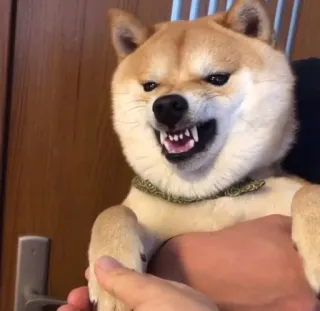 🤬 anjing, shiba inu, marah, binatang, hewan peliharaan, hewan peliharaan whatsapp sticker