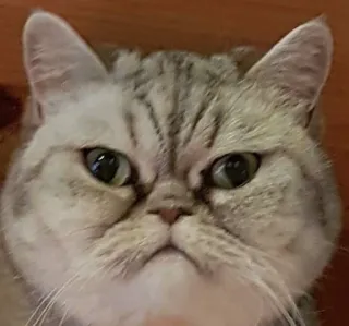 😠 gato, mono, animal, mascota, felino, gato doméstico telegram sticker