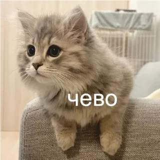 🧐 чево cat, kitten, cute, animal, pet, fluffy telegram sticker