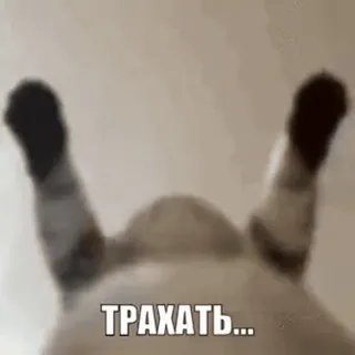 🥵 ТРАХАТЬ... kot, rosyjski, obraźliwe, tekst telegram sticker