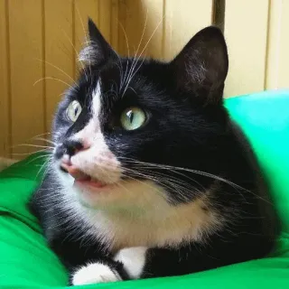 😱 kucing, kucing tuxedo, hewan, hewan peliharaan, lucu, imut, julur lidah telegram sticker