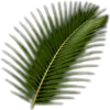 🥥