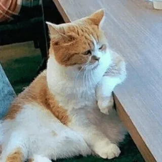 🐈 kat, dier, huisdier, zittend, tafel, oranje, wit telegram sticker