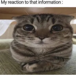 🪰 My reaction to that information : whatsapp sticker