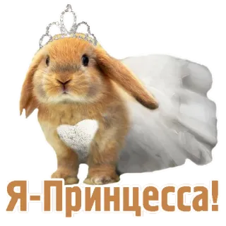 👰 Я=Принцесса! principessa, coniglio, carino, animale, tiara, russo, animale domestico telegram sticker