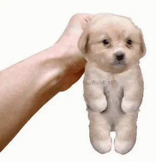 🤍 cachorro, perro, lindo, animal, mascota, pequeño, mano whatsapp sticker